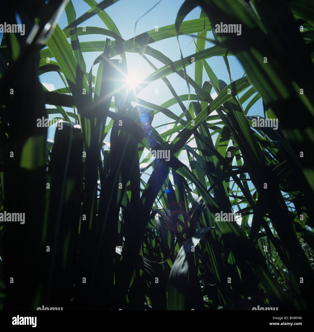Il verde del raccolto di erba elefante (Miscanthus) silouetted contro il sole Foto Stock