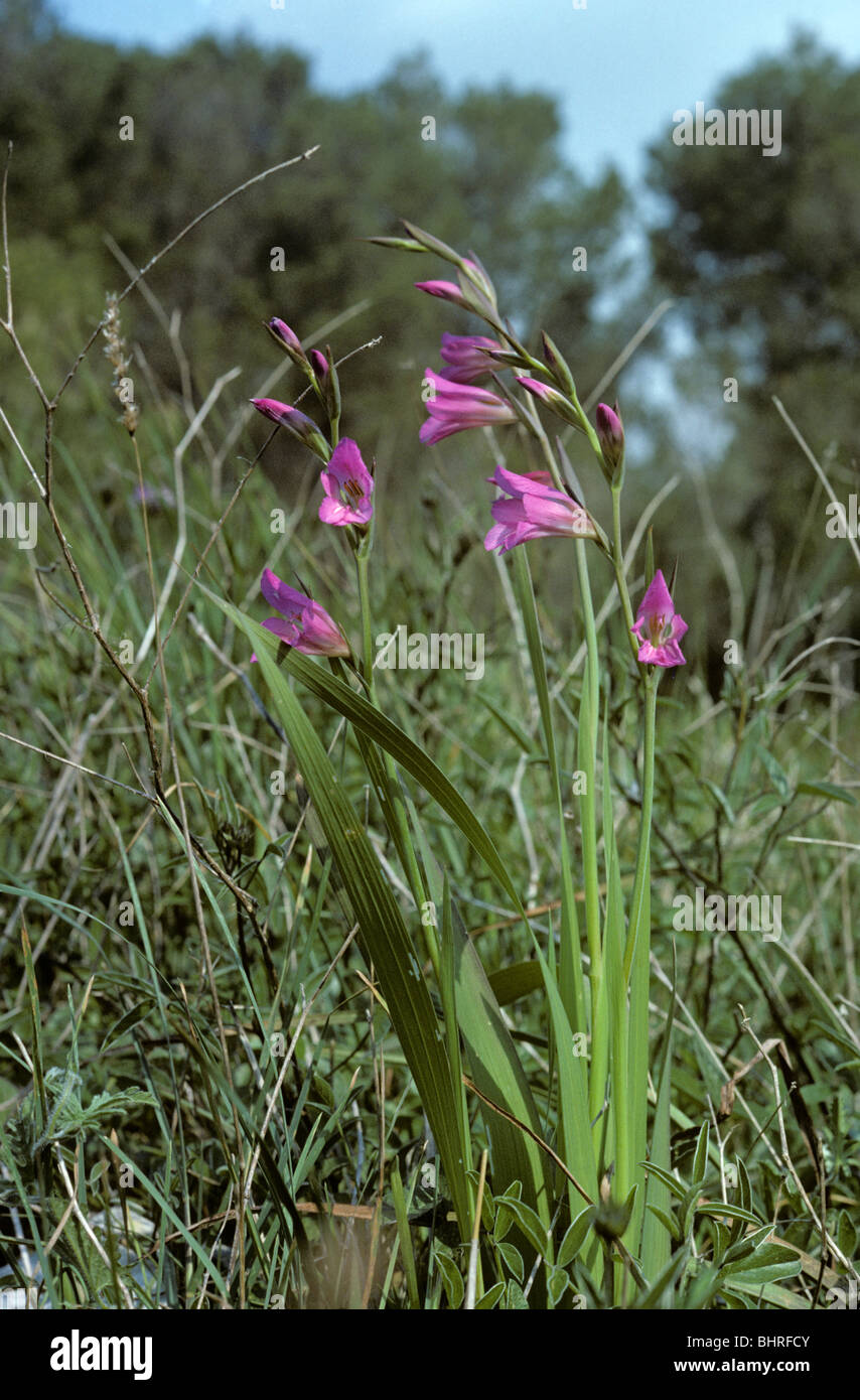 Wild gladiolus (Gladiolus illyricus: Iridaceae) Minorca, Spagna Foto Stock
