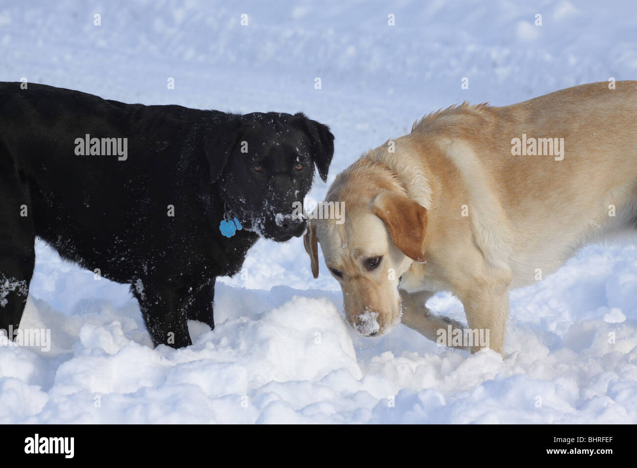 Bianco nero Labrador Cani gioco di neve Foto Stock Bianco nero Labrador Cani gioco di neve Foto Stock