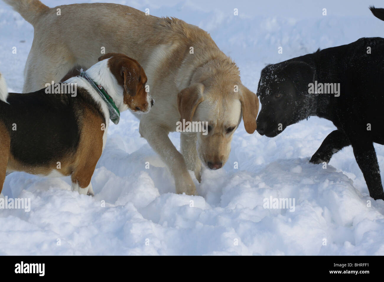 Bianco nero Labrador cani beagle gioco di neve Foto Stock Bianco nero Labrador cani beagle gioco di neve Foto Stock