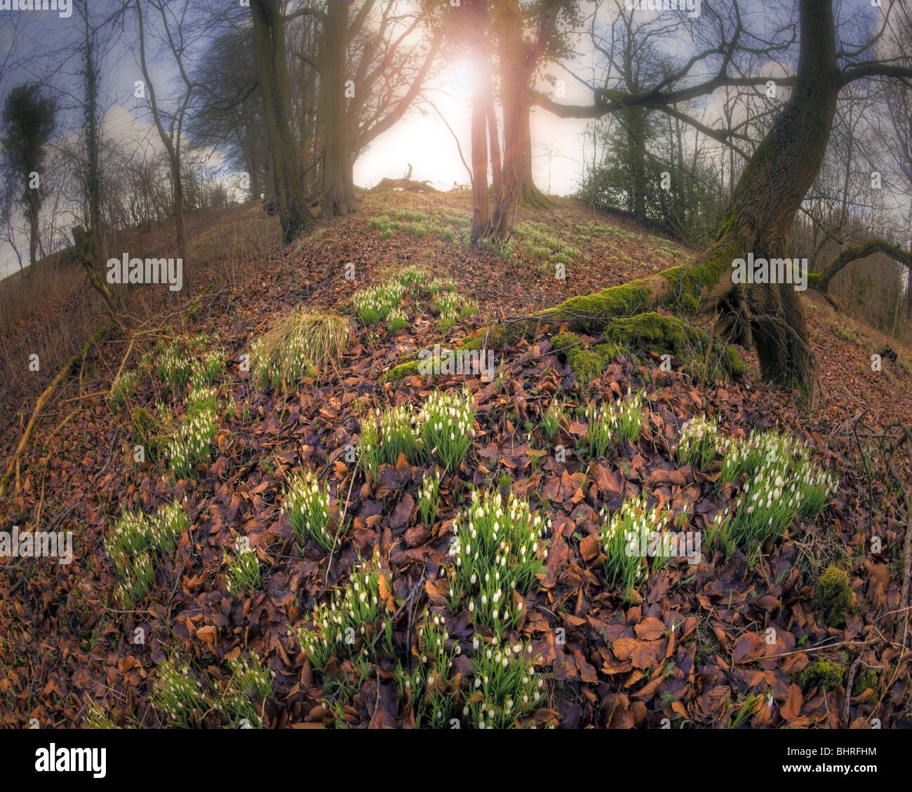 GB - GLOUCESTERSHIRE: Bucaneve (lat: Galanthus nivalis) in legno Hilcot vicino a Cheltenham Foto Stock
