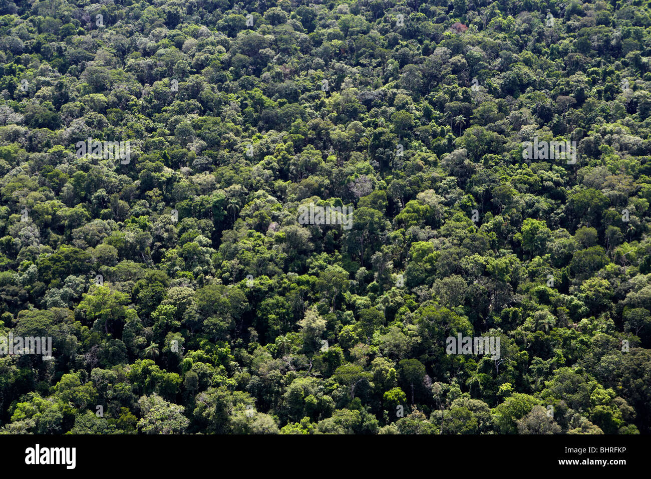 Il brasiliano sub foresta pluviale tropicale iguacu parana brasile america del sud Foto Stock