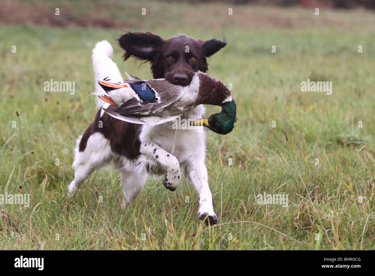 Piccolo Cane Munsterlander in esecuzione - recupero di un anatra Foto Stock