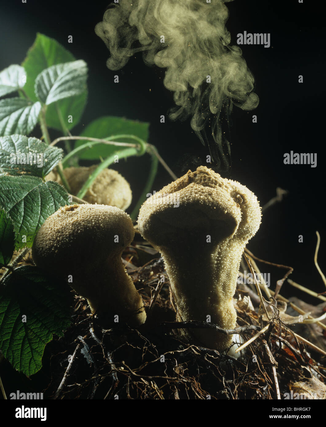Diavoli sacca di tabacco (Lycoperdon perlatum) rilascio di spore in una nuvola Foto Stock