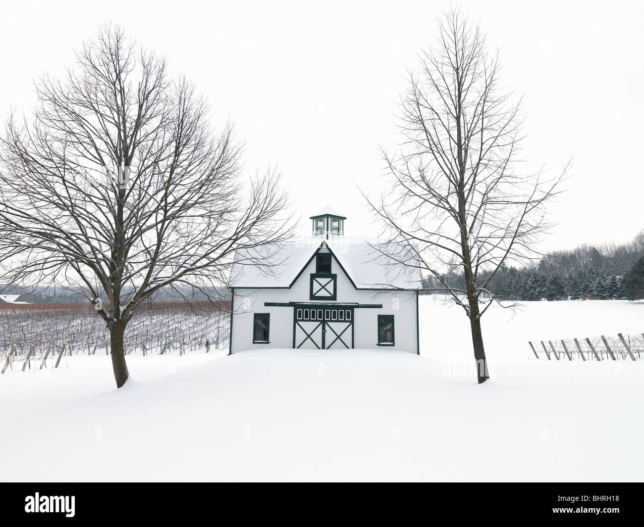 Canada,Ontario,Beamsville,Niagara regione,vigneti in inverno Foto Stock