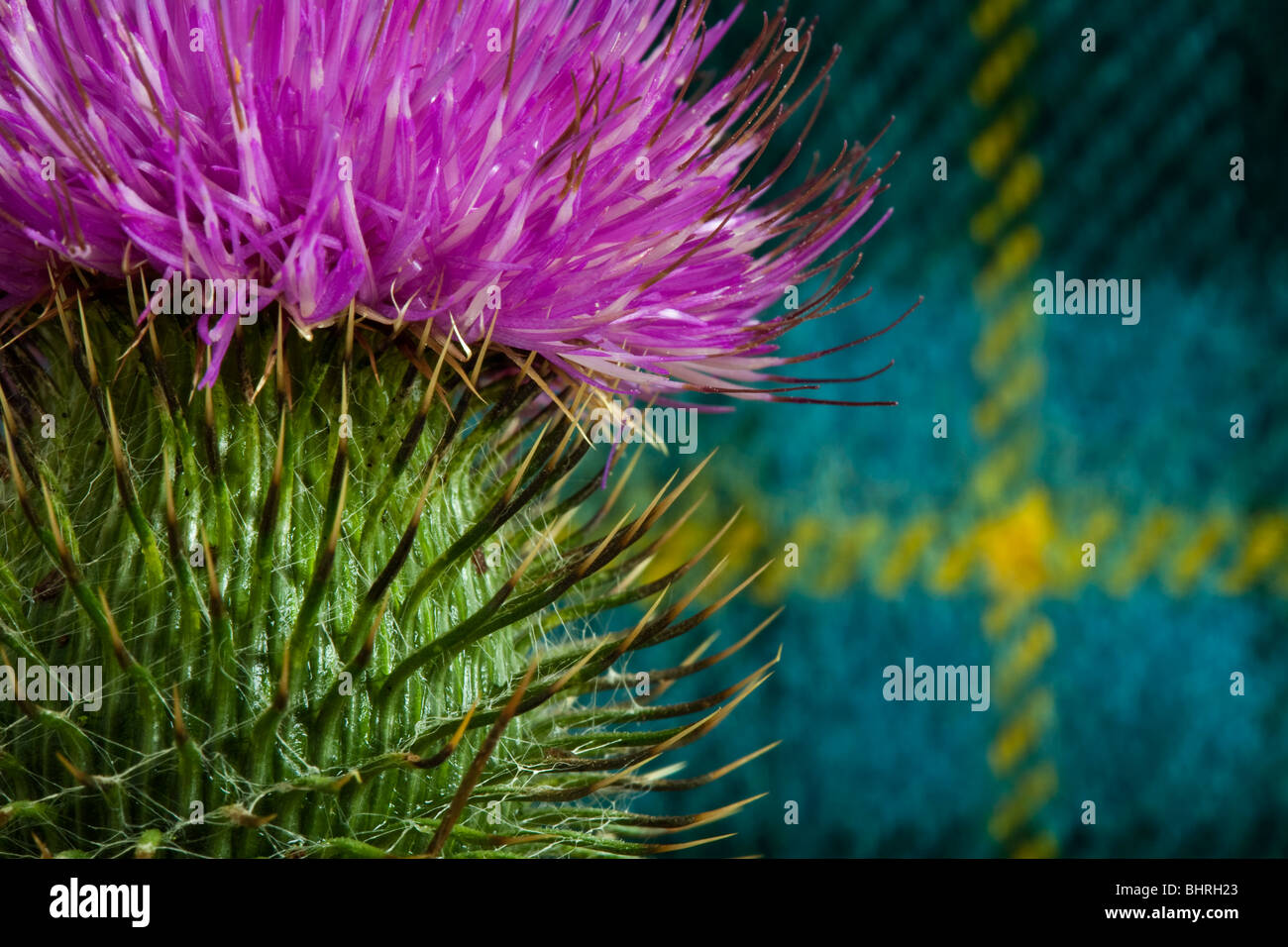 Un scozzese Thistle contro uno sfondo di tartan Foto Stock