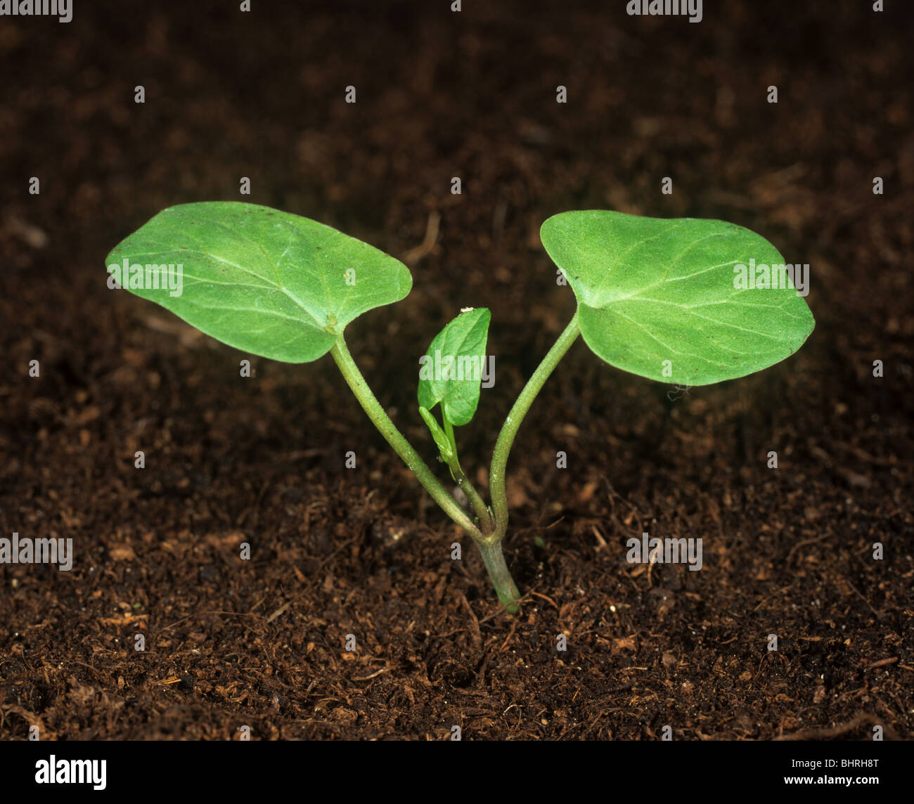 Maggiore Centinodia (Calystegia sepium) piantina con cotiledoni e foglia vera formazione Foto Stock