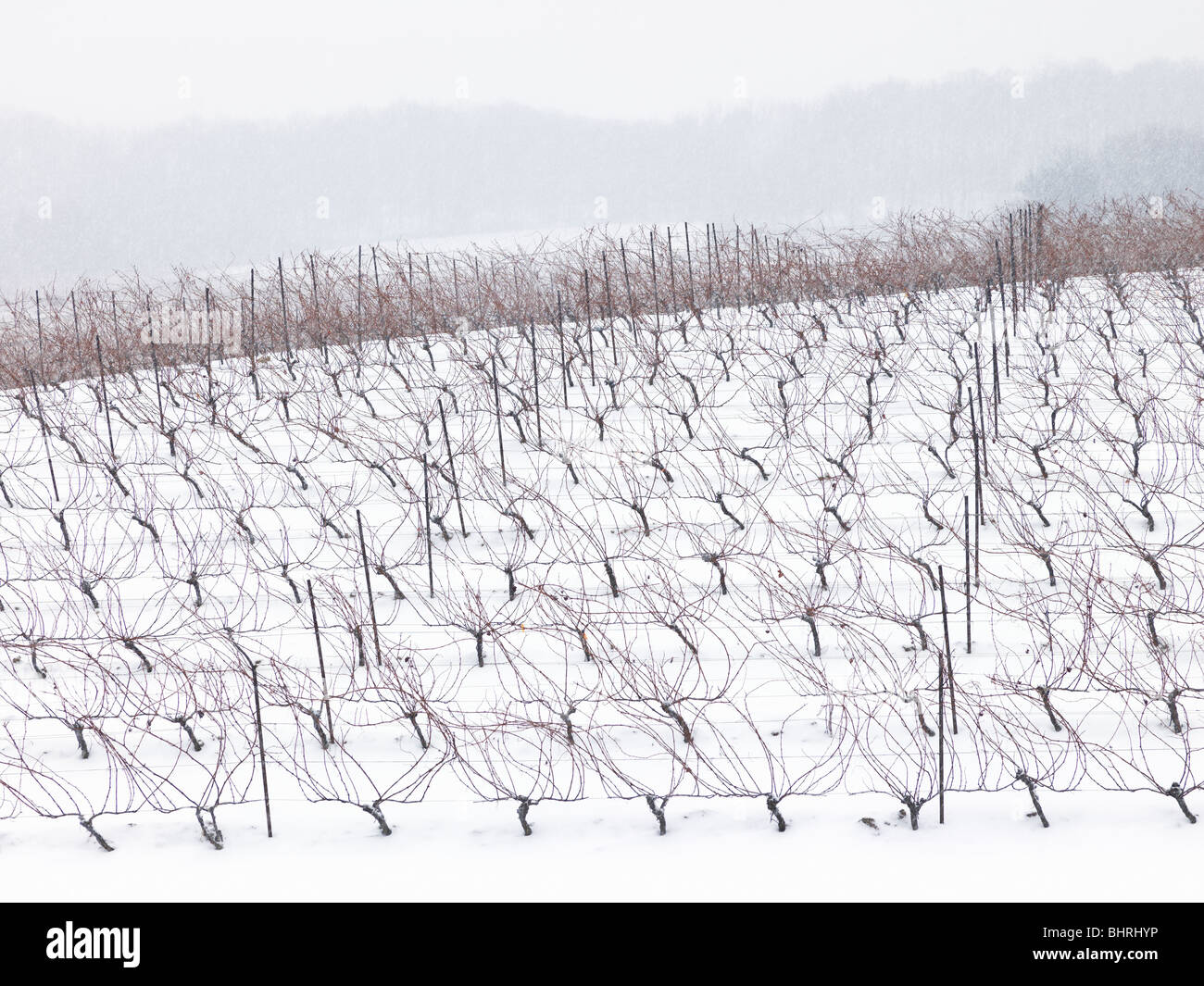 Canada, Ontario, Beamsville, Regione del Niagara, vigna d'uva in inverno Foto Stock