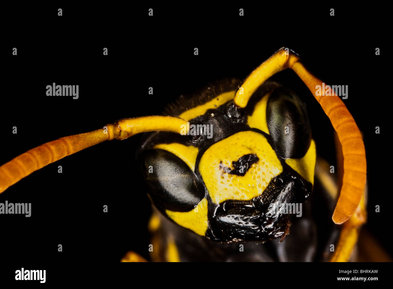 Wasp - close up macro Foto Stock