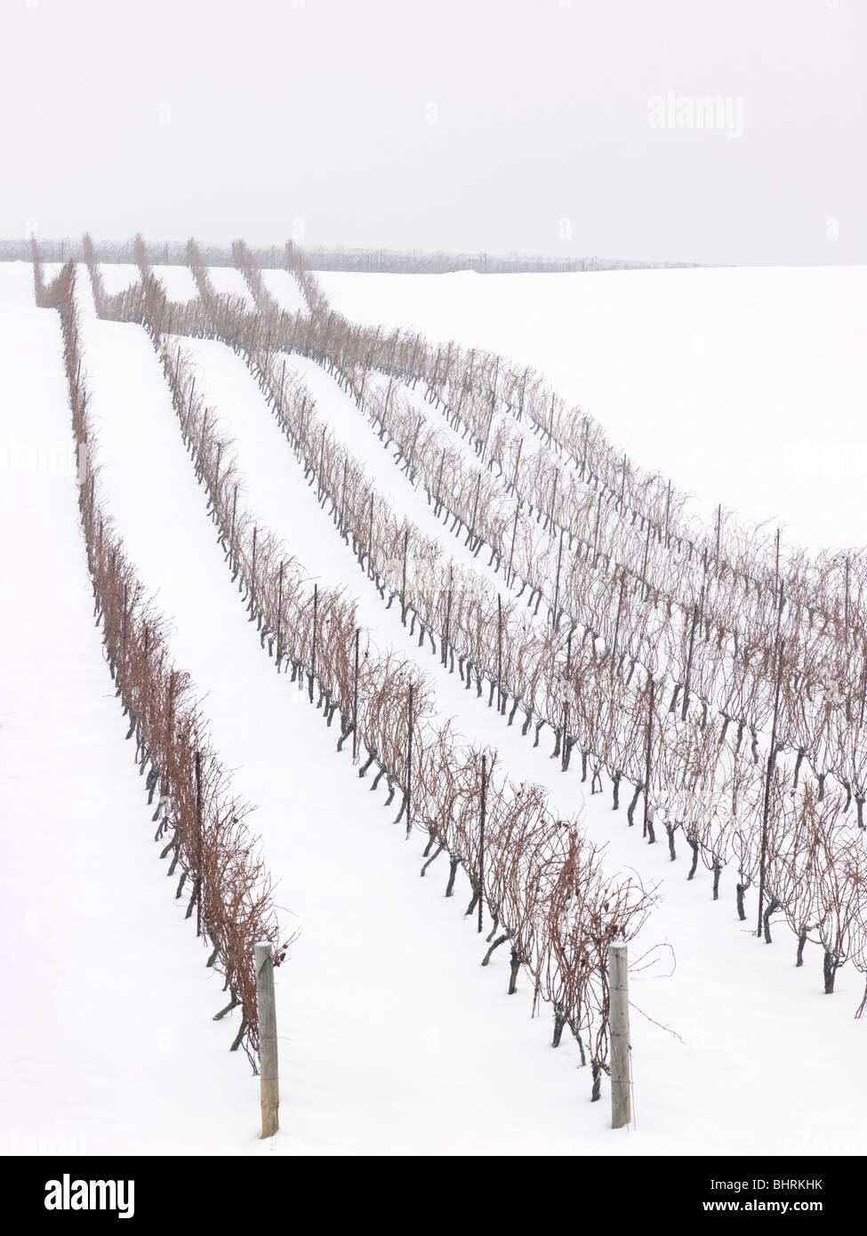 Canada,Ontario,Beamsville,regione del Niagara, uva vigneto in inverno Foto Stock