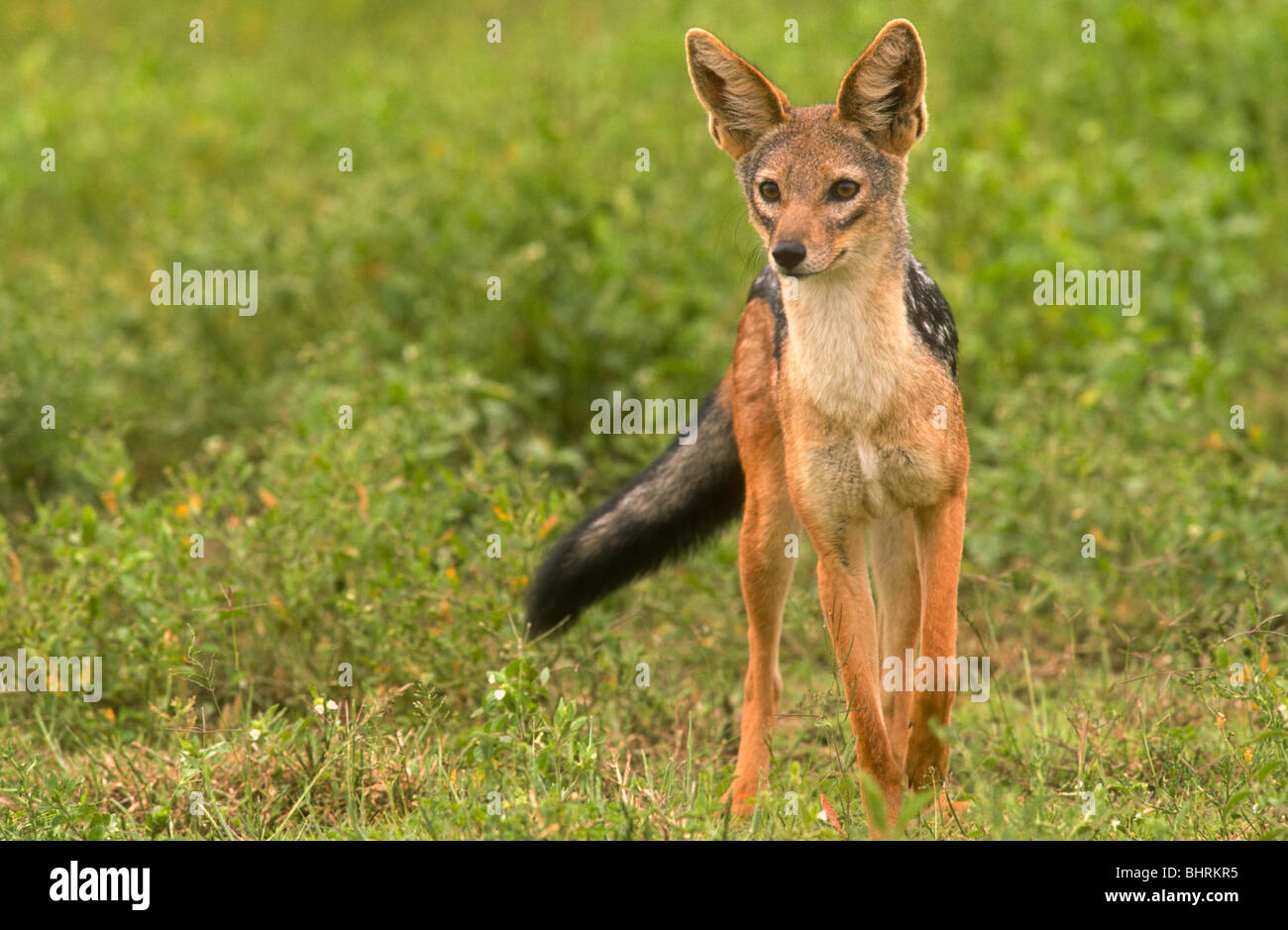 Nero-backed Jackal, Canis mesomelas, Serengeti National Park, Tanzania Foto Stock