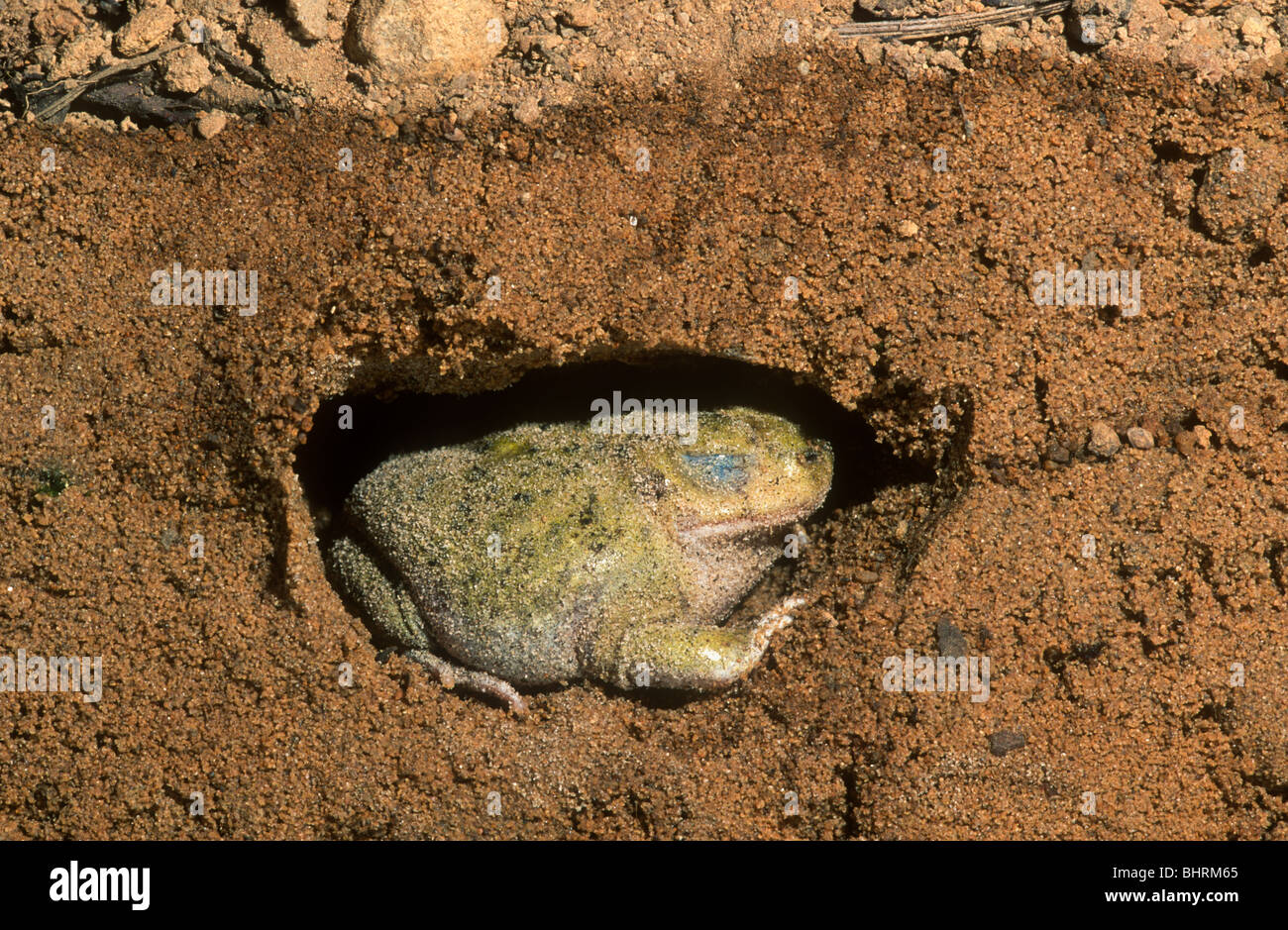 Il lettino Spadefoot Toad, Scaphiopus couchi, in burrow, Arizona Foto Stock