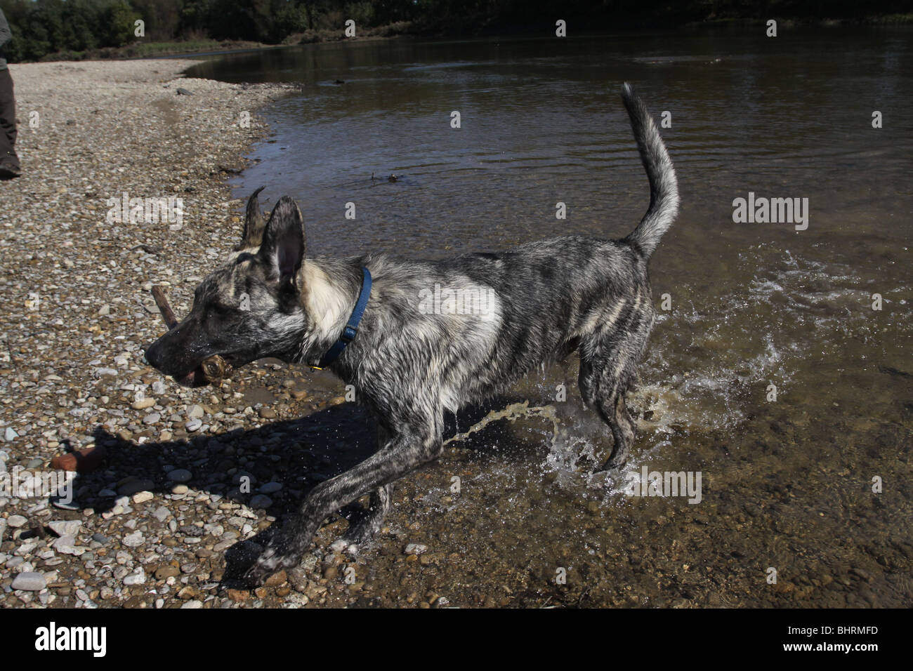 Portare il cane stick al di fuori del gioco del fiume Ohio Foto Stock