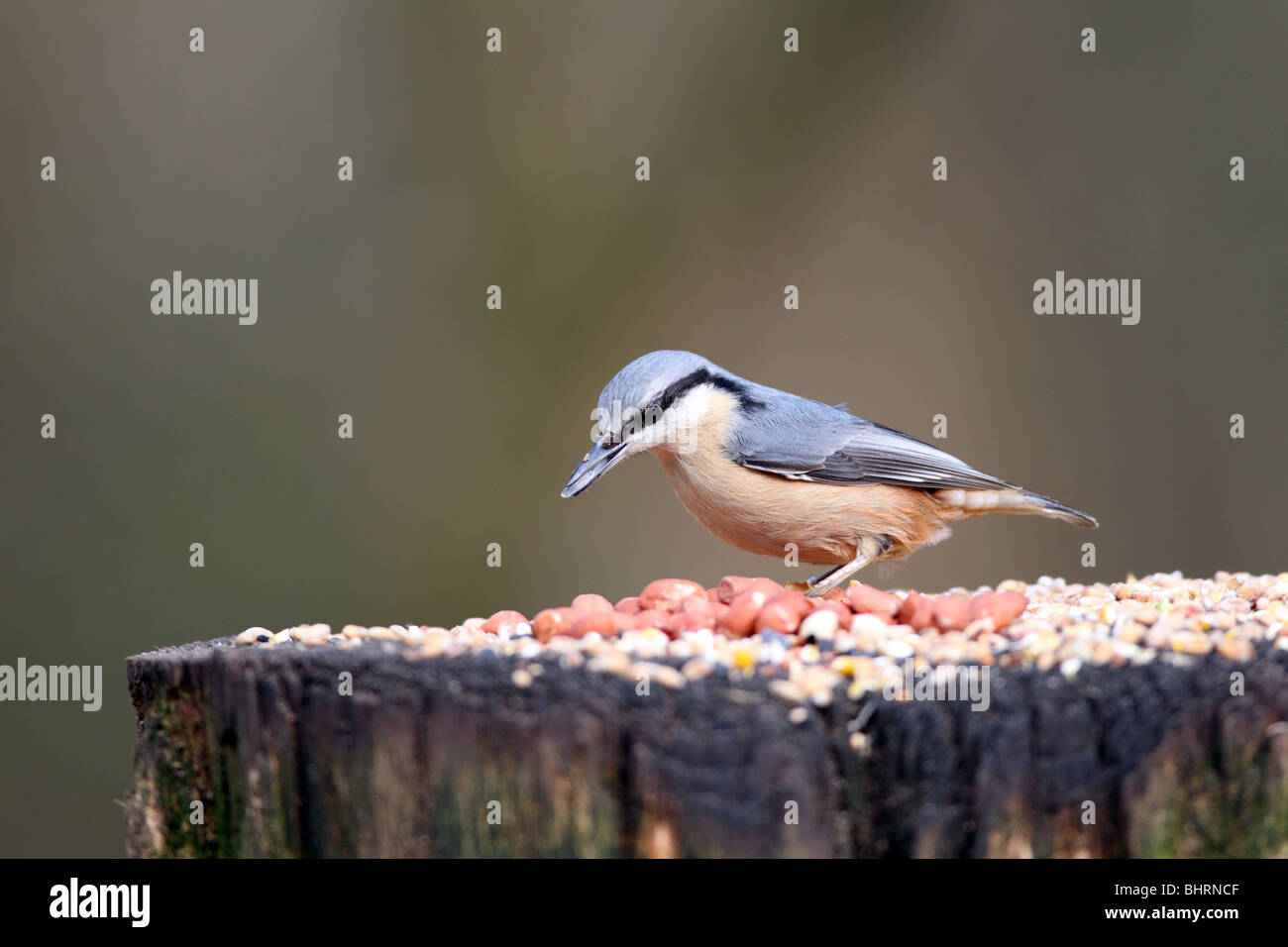 Picchio muratore Sitta europaea Foto Stock