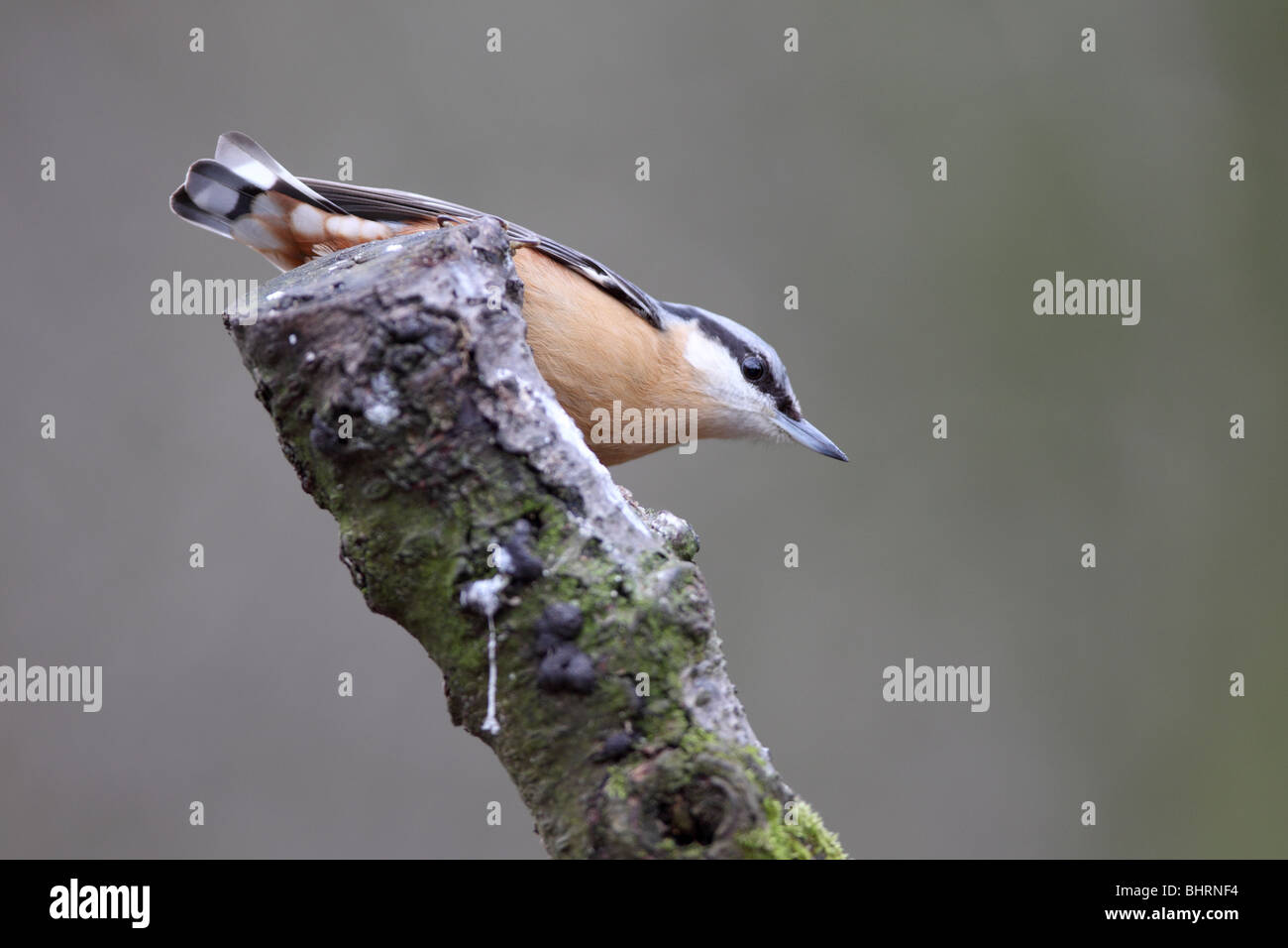 Picchio muratore Sitta europaea Foto Stock