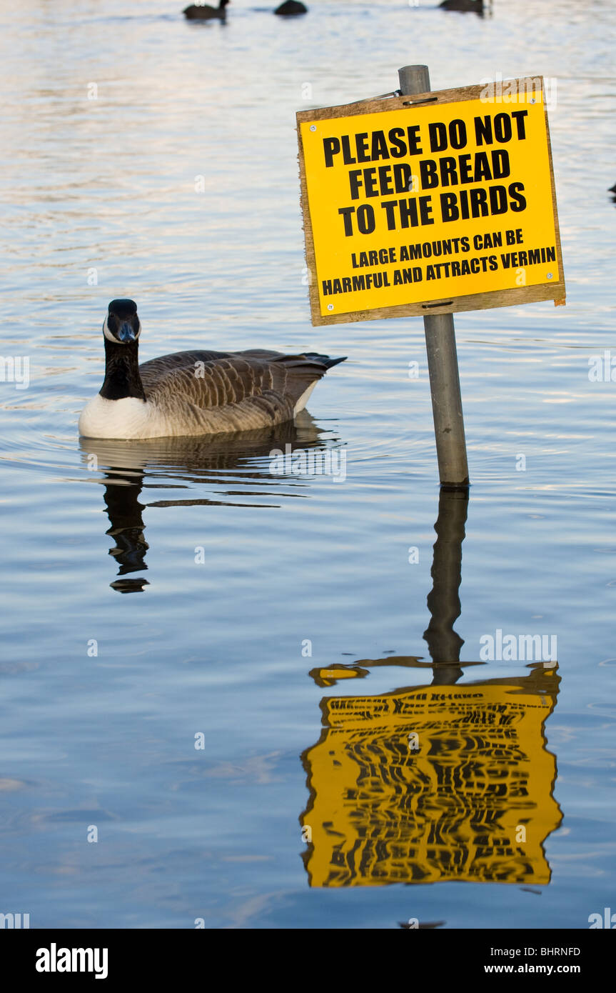 Adulto Canada Goose in cerca di cibo durante il nuoto sulle sponde di un lago e di un segno "Si prega di non inserire il pane per gli uccelli". Foto Stock