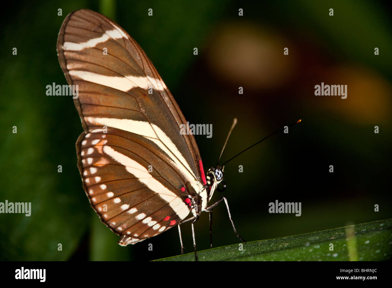 Zebra Longwing butterfly Foto Stock
