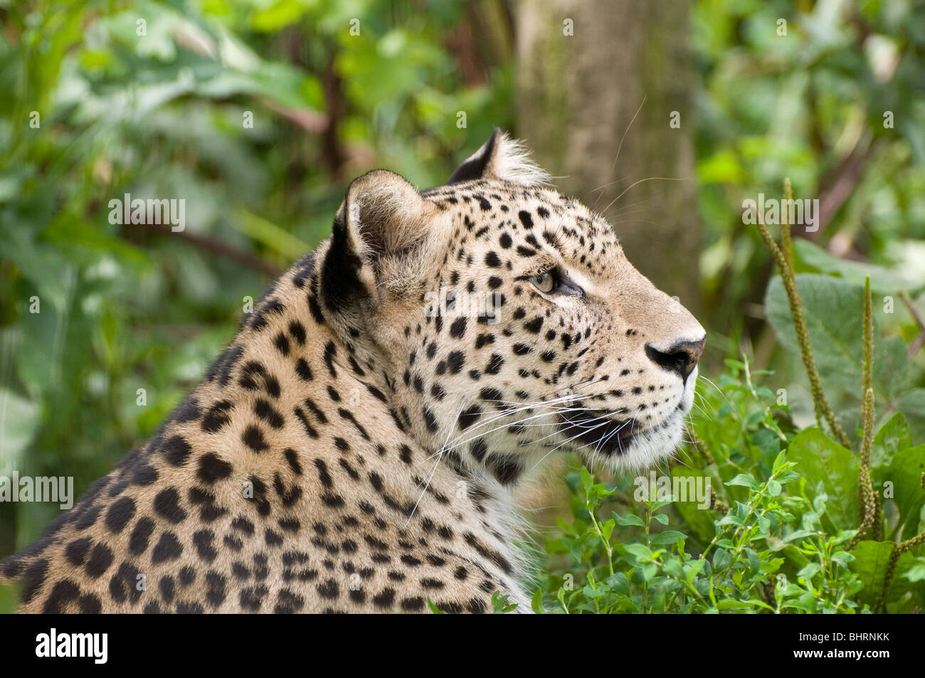 Leopardo persiano in cattività Foto Stock