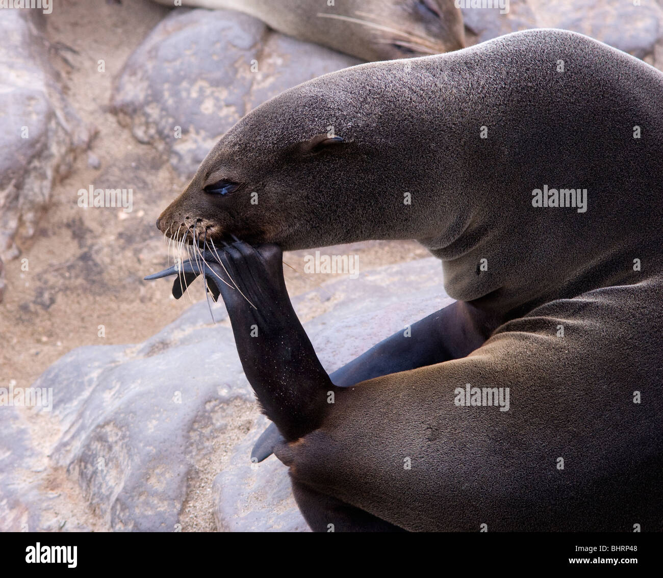 Capo femmina pelliccia sigillo di graffiare con la sua pinna. Foto Stock