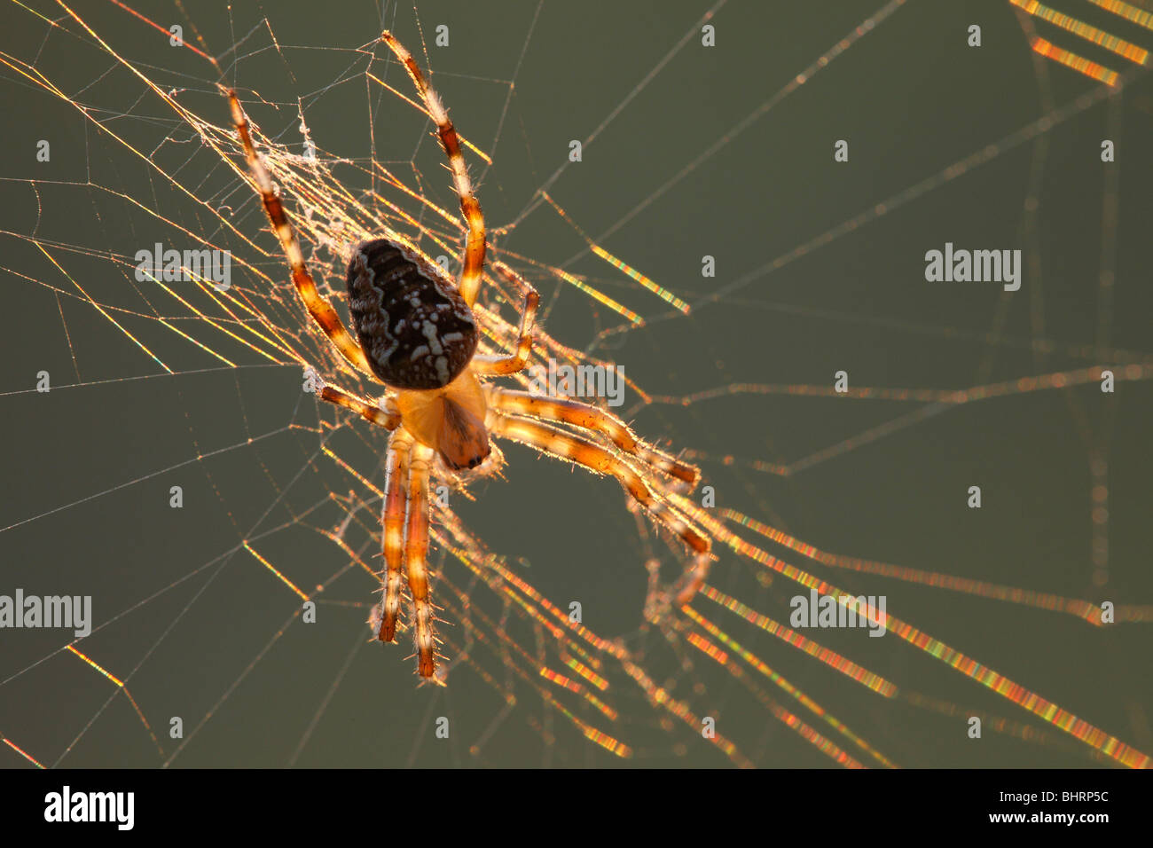 Giardino spider (Araneus diadematus) al tramonto Foto Stock
