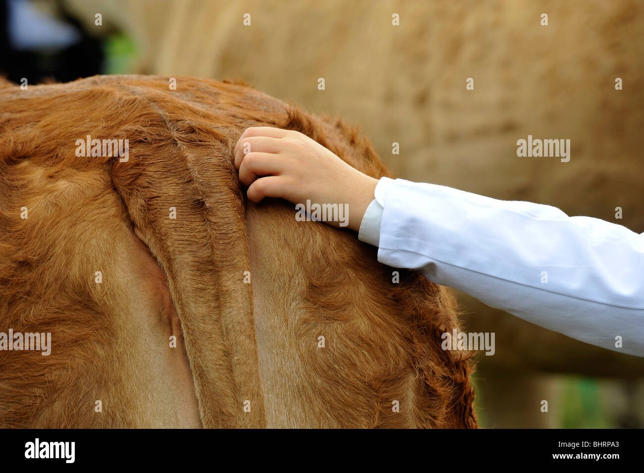 Giovane agricoltore a mostrare di graffiare la coda di una mucca Limousin per mantenerla calma Foto Stock