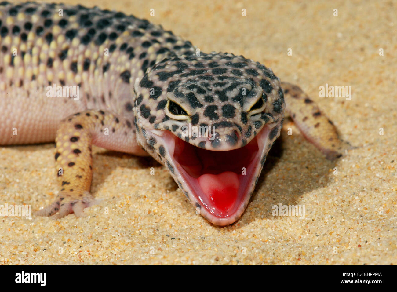 Gecko leopardo comune (Eublepharis macularius) in un terrario, minaccioso Foto Stock