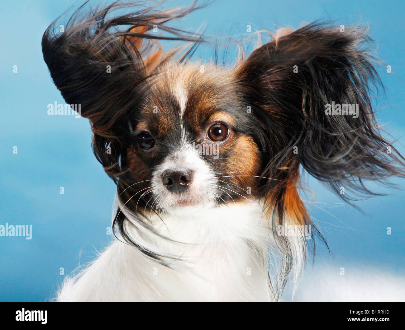 Papillon cane nel vento - Ritratto Foto Stock