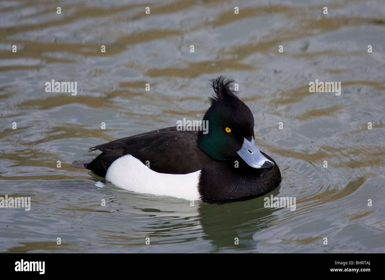 Moretta Aythya fuligula singolo adulto maschio su acqua Radipole Lake, Weymouth, Regno Unito Foto Stock