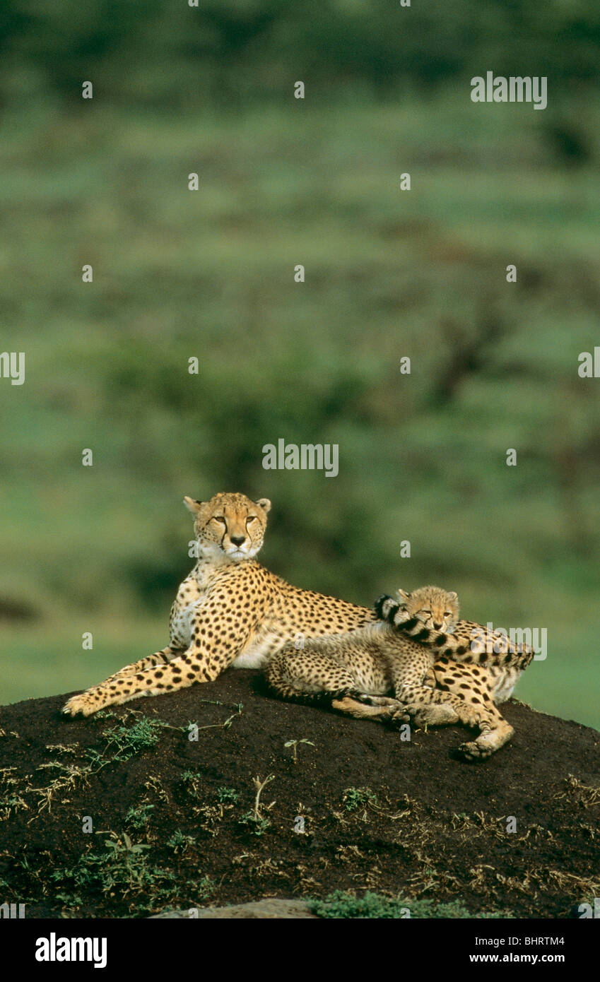 Ghepardo e cub - mentire / Acinonyx jubatus Foto Stock