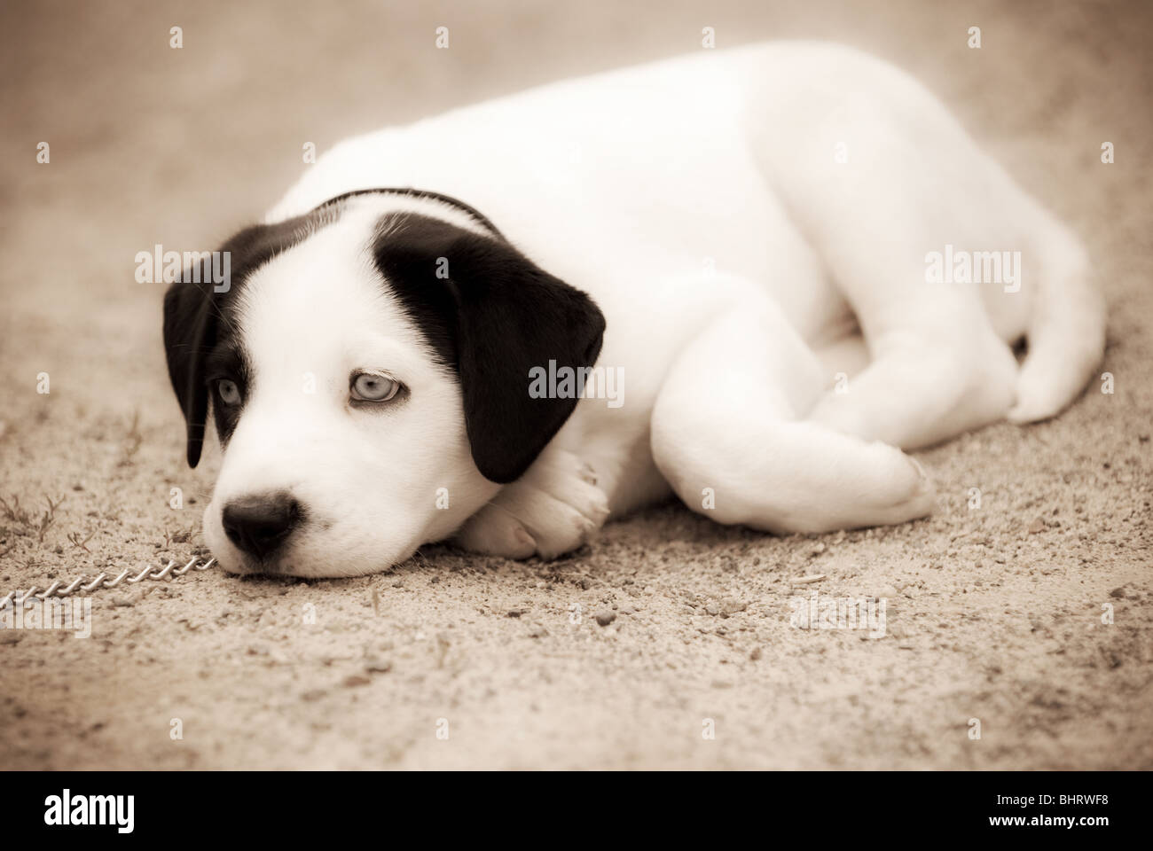 Un bianco e nero cucciolo poggia a terra mentre legata a un guinzaglio. Foto Stock