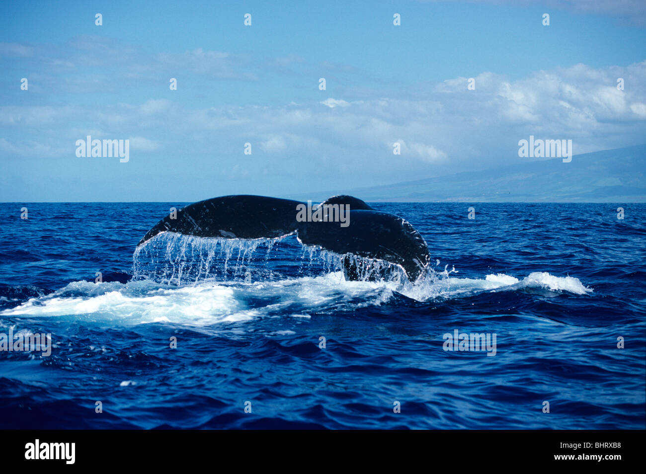 FLUKE gigante di Humpback Whale, HAWAII, U.S.A. Foto Stock