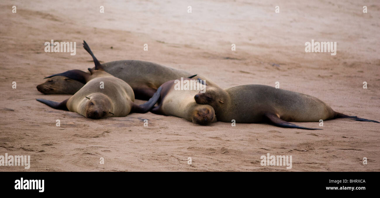 Capo le foche distesi sulla sabbia di Cape Cross, Skeleton Coast, Namibia Foto Stock