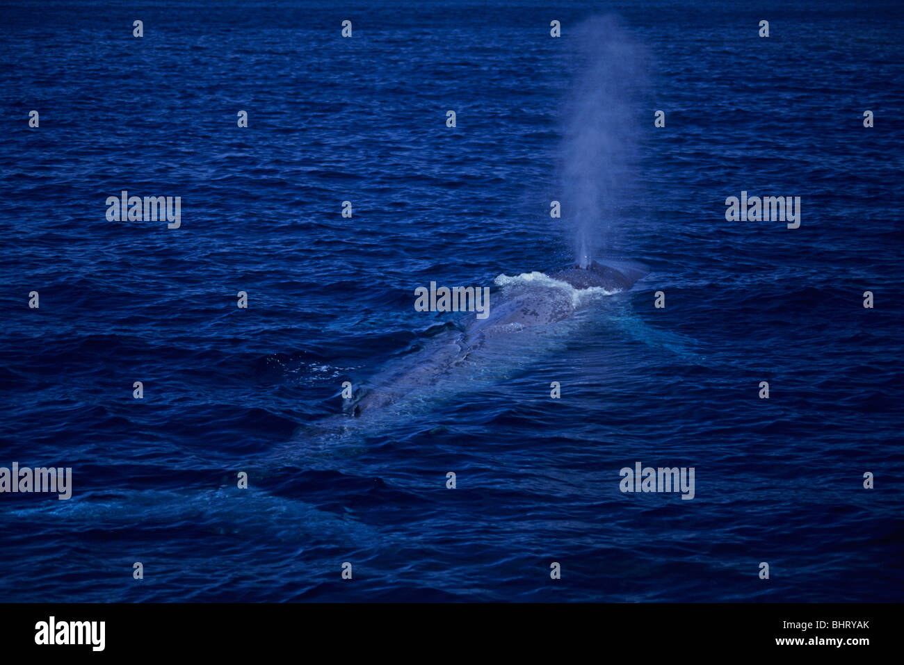 La balenottera azzurra respirazione, Baja California, Messico Foto Stock