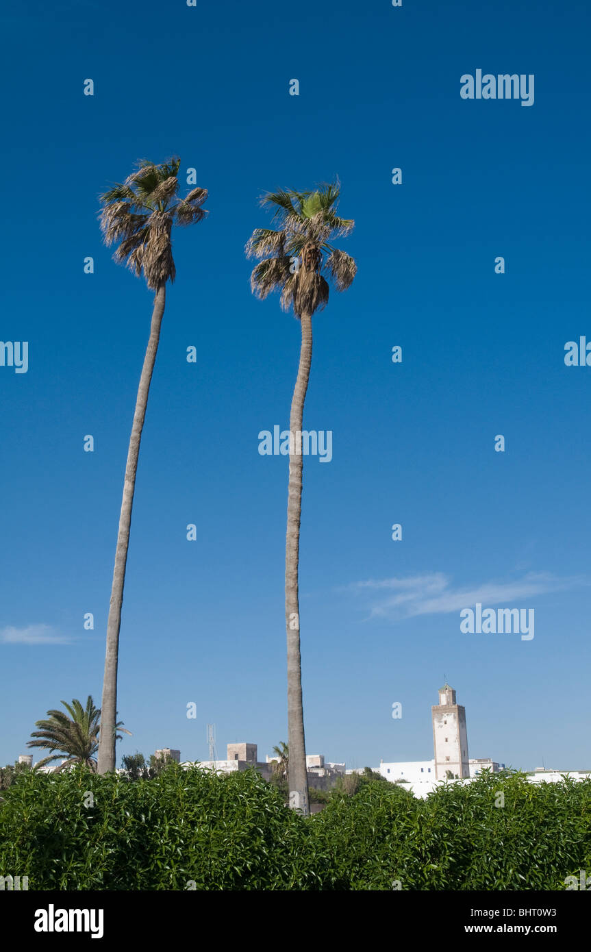 Due palme salire al di sopra della medina di Essaouira, Marocco Foto Stock