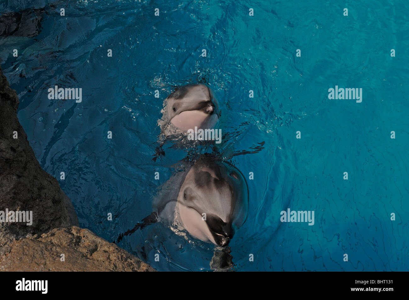 PACIFIC WHITE-sided DOLPHIN VITELLO E MADRE Foto Stock