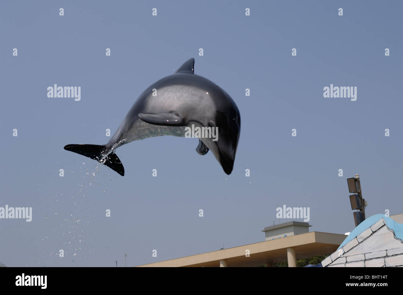 PACIFIC WHITE-sided DOLPHIN JUMPING Foto Stock