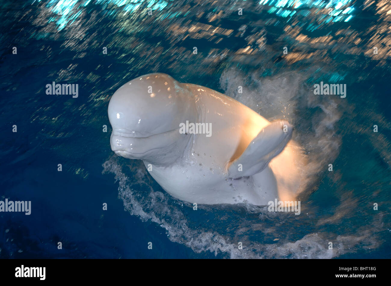 Il BELUGA (balena bianca) Foto Stock