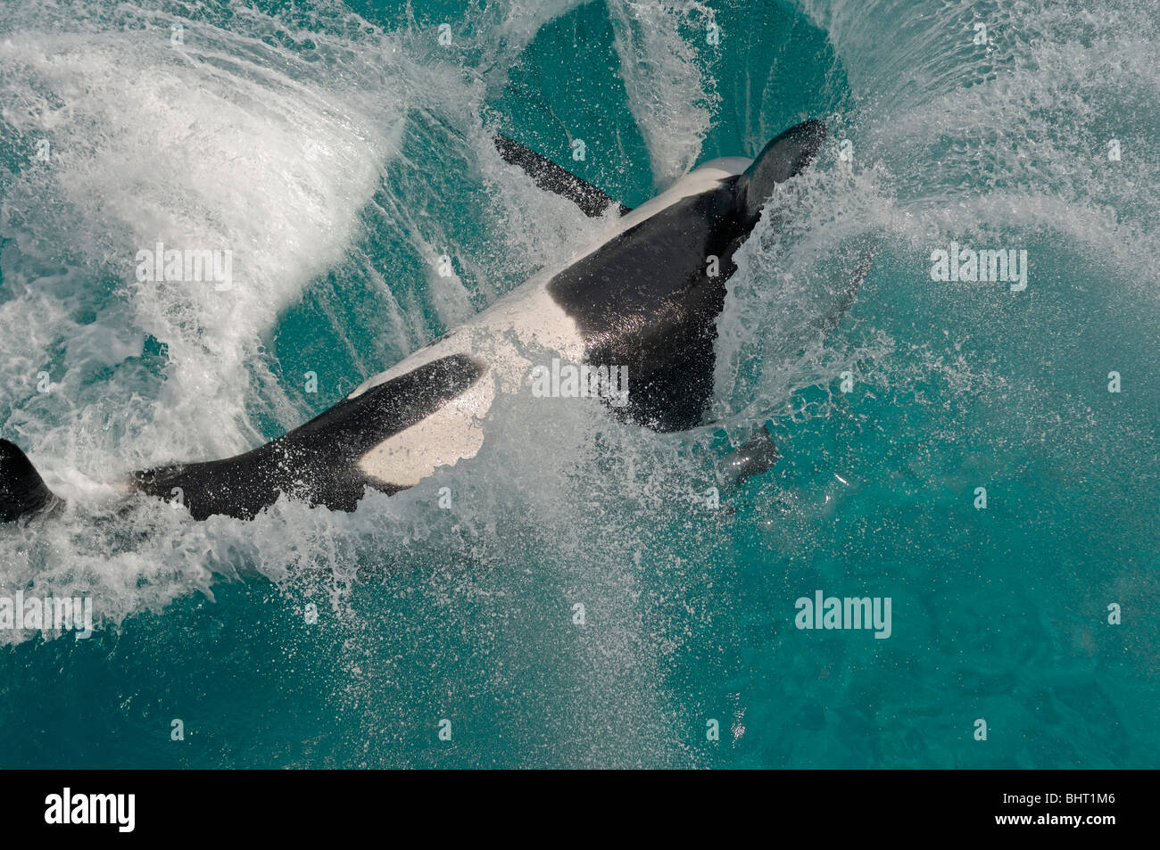 ORCA, Killer Whale schizzi Foto Stock