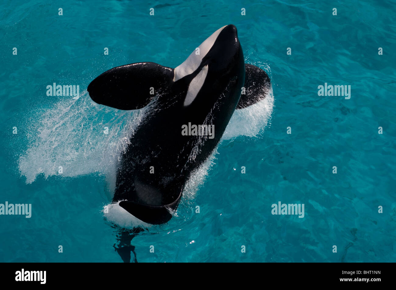 ORCA, Killer Whale JUMPING Foto Stock