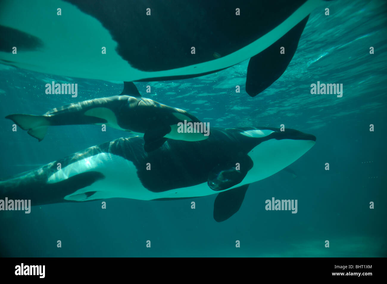 ORCA, Killer Whale famiglia Foto Stock