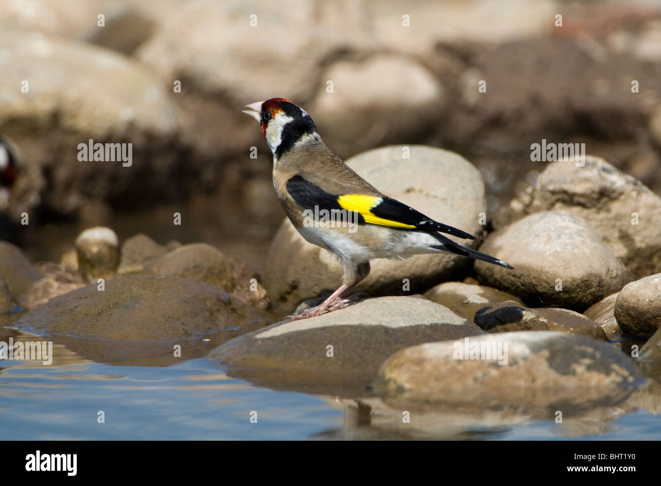 Cardellino europeo (Carduelis carduelis) appollaiate su una roccia da acqua Foto Stock