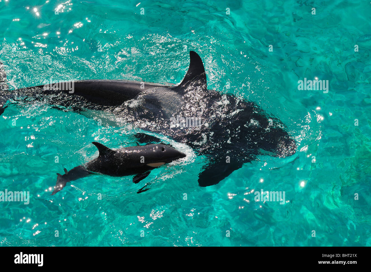 ORCA, Killer Whale CALF e madre, la respirazione Foto Stock