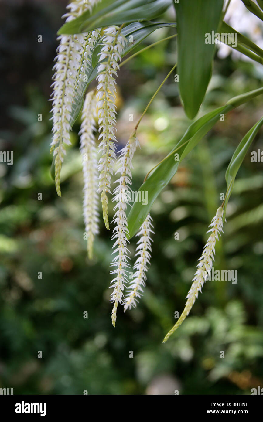 Hay-Scented Orchid, Dendrochilum glumaceum, Orchidaceae, Filippine, Sud-est asiatico Foto Stock