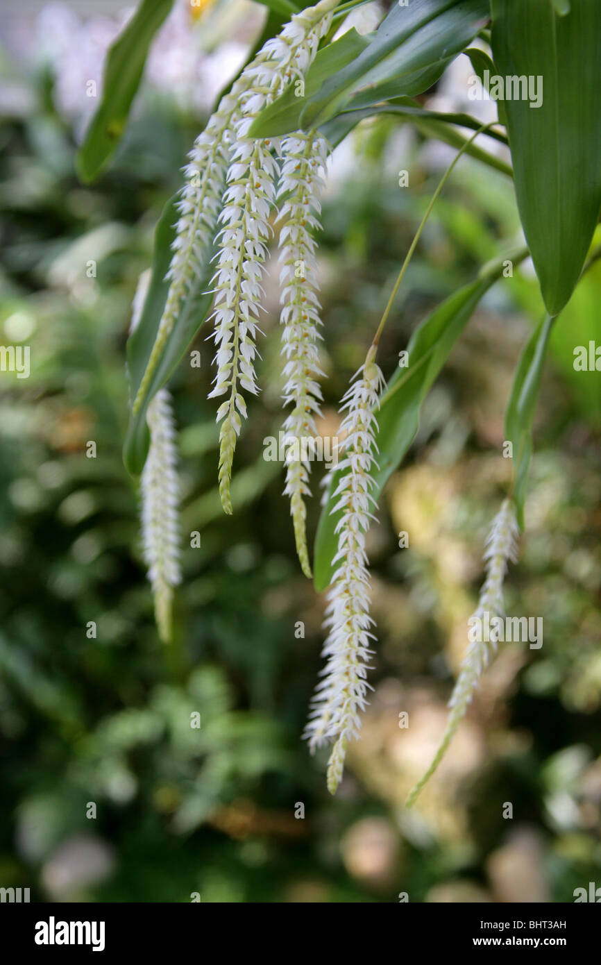 Hay-Scented Orchid, Dendrochilum glumaceum, Orchidaceae, Filippine, Sud-est asiatico Foto Stock