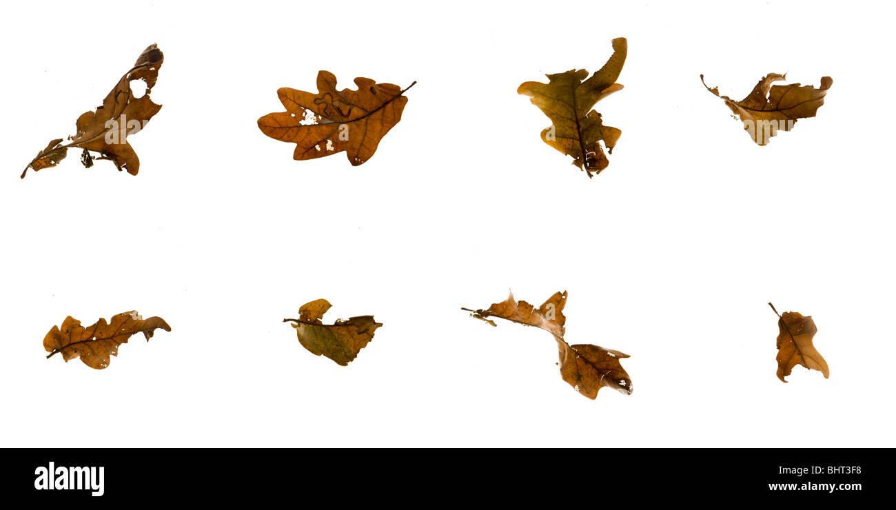 Foglie su un fondo bianco disporre di massa in linee Foto Stock