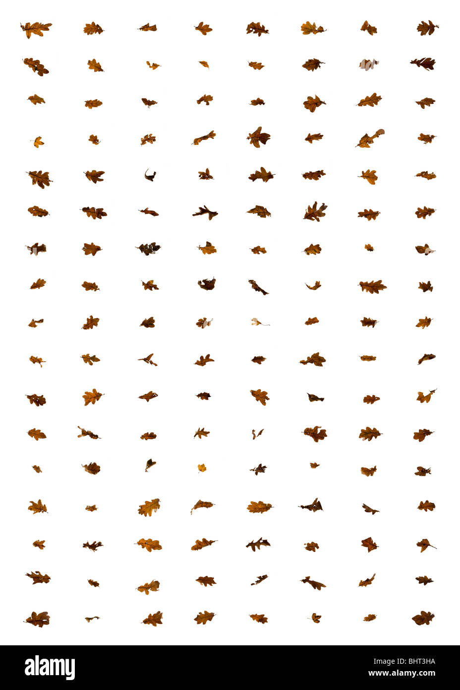 Foglie su un fondo bianco disporre di massa in linee Foto Stock