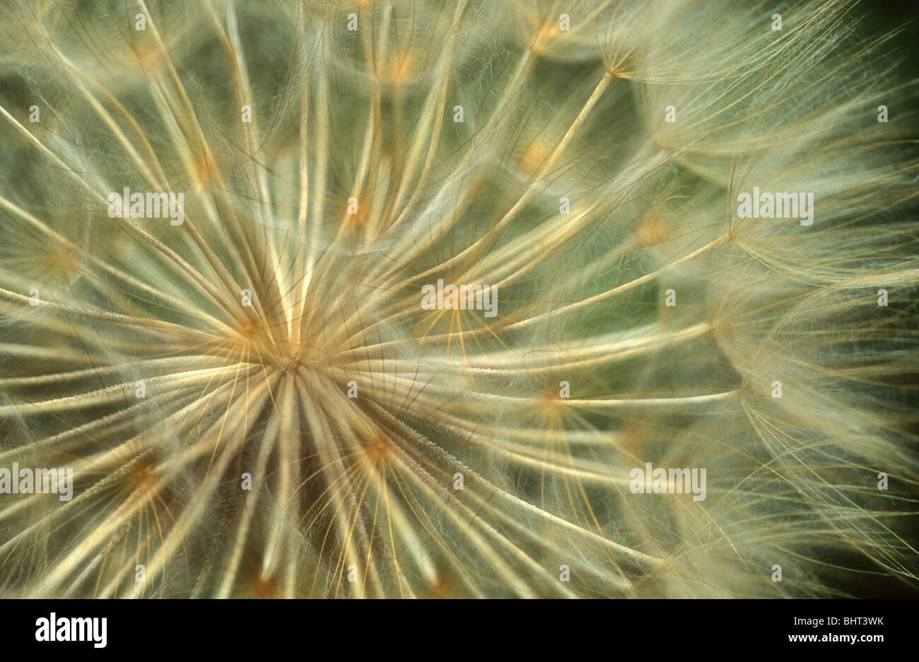 Capra con la barba, orologio, Tragopodon pratensis, Abruzzo, Italia Foto Stock