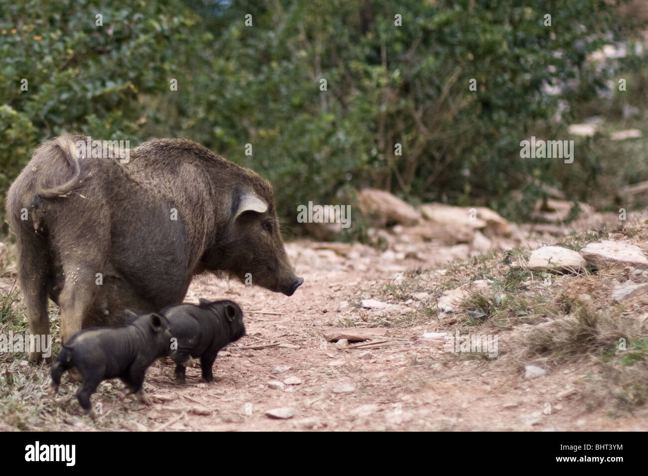 Il cinghiale e due porcellini a piedi lungo un sentiero sassoso in Vietnam Foto Stock