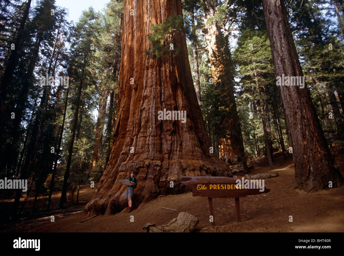 Signora cavalletti turistica con una mappa di Kings Canyon National Park sotto Sequoia gigante albero chiamato il presidente. Foto Stock
