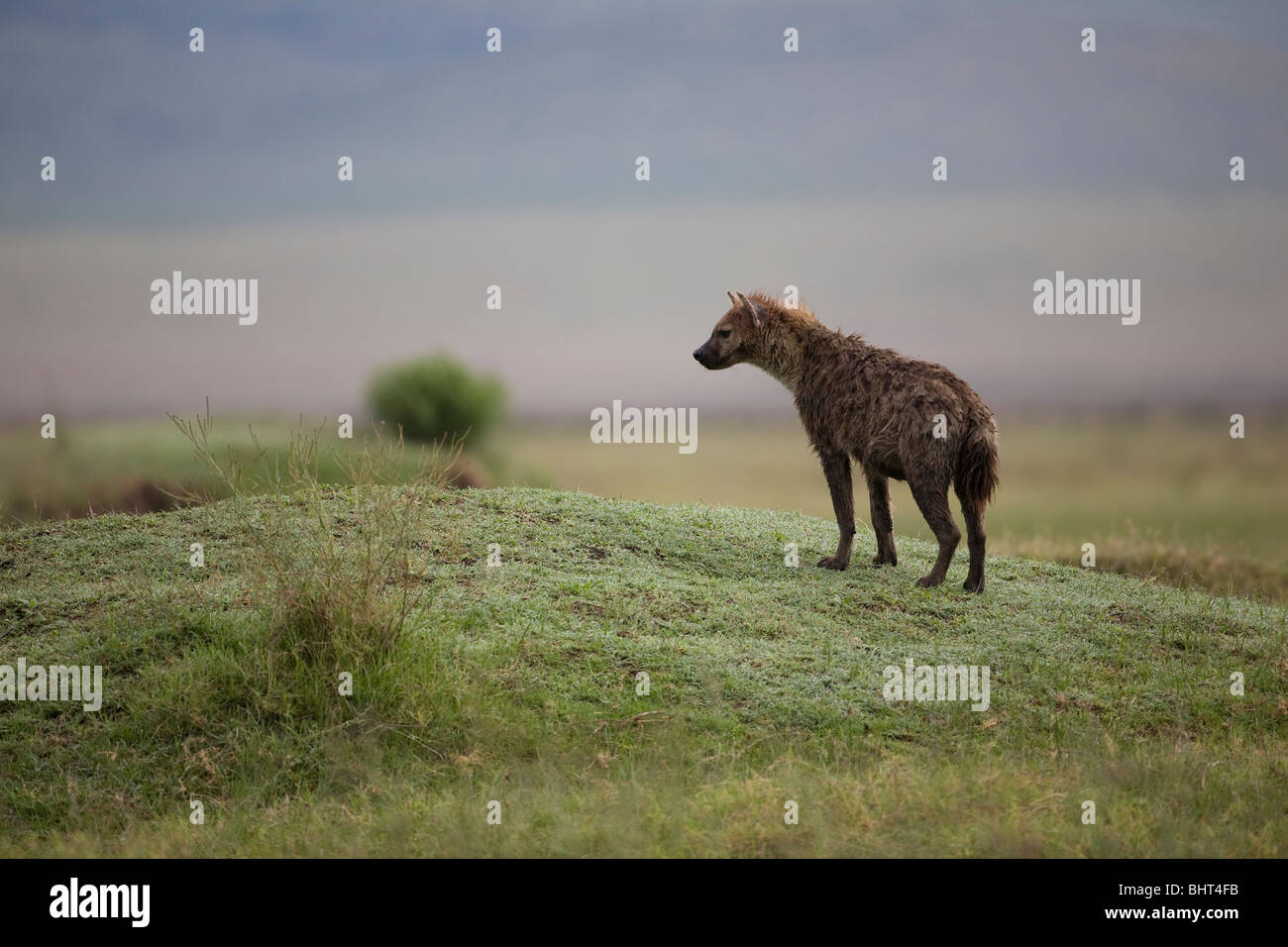 Solitario Spotted iena, Hyaena Crocuta crocuta, caccia sulla banca del fiume in Tanzania, Africa Foto Stock